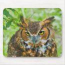 Recherche de hibou à cornes tapis souris Oiseaux