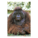 Recherche de captifs posters Usa