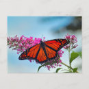 Recherche de butterfly cartes postales Beau