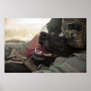 Zoek naar militaire hond posters Duitse herder