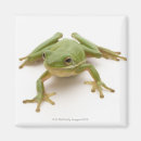 Recherche de grenouille mignonne magnets Vert