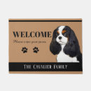 Recherche de cavalier king charles Épie