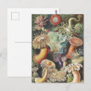 Recherche de anémones de mer cartes postales Ernst haeckel