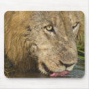 Recherche de sud africain tapis souris Nature