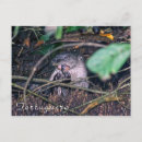 Recherche de plongeurs cartes postales Drôle