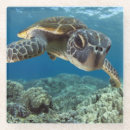 Recherche de tortue dessous de verres Bleu