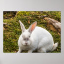 Zoek naar witte konijn posters Bunny