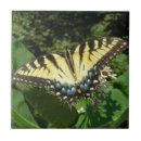 Recherche de hirondelle carreaux Papillon