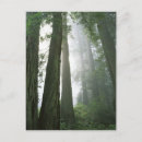 Recherche de grand format cartes postales Arbre