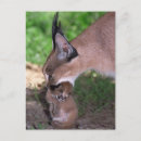 Recherche de caracal cartes postales Chat