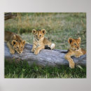 Recherche de panthera posters Ourson