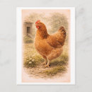 Zoek naar boerenerf briefkaarten Vintage