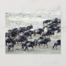 Recherche de troupeau cartes postales Afrique
