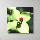 Recherche de coccinelles photographie Faune