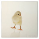 Recherche de poulet bébé carreaux Nature