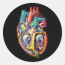 Zoek naar menselijke anatomie stickers Human heart