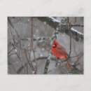 Recherche de oiseau dans la neige cartes postales Rouge