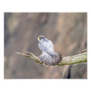 Recherche de palissade posters Nature