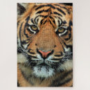 Recherche de de tigre puzzles Beau