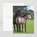 Recherche de jument cartes postales Bob langrish
