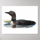 Recherche de loon posters Oiseau