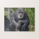 Recherche de primaat puzzles Pour enfants