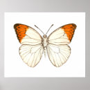 Zoek naar oranje vlinder posters Natuur