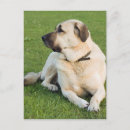 Recherche de anatolien Animaux