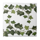 Recherche de lierre carreaux Botanique