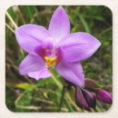 Recherche de orchidée dessous de verres Tropical