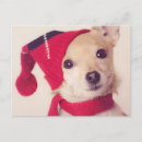 Recherche de lap cartes postales One animal