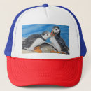 Recherche de plume de casquettes Animal