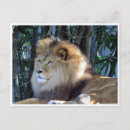 Recherche de lion africain cartes postales Animaux