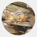 Recherche de chipmunk autocollants Animal