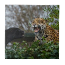 Recherche de jaguar carreaux Gros chat