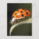 Zoek naar ladybird briefkaarten Insect