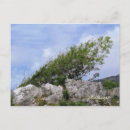 Recherche de balayé cartes postales Arbre