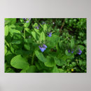 Recherche de fleur violette posters Pour tous