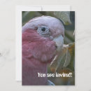 Recherche de perroquet tropical invitations Coloré
