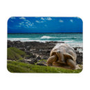 Recherche de tortue mer magnets Plage