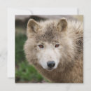 Recherche de visage loup vœux cartes Sauvage
