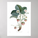 Zoek naar fragaria posters Botanisch