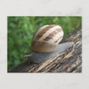 Recherche de snails cartes postales Insecte