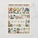 Zoek naar botanische briefkaarten Fruit