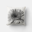 Zoek naar gerbera kussens Fotografie