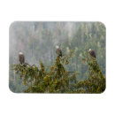 Recherche de aigle magnets Oiseau