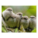 Recherche de oiseaux chanteurs posters Photographie de la nature