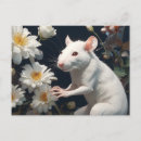 Zoek naar witte rat briefkaarten Schattig