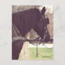 Recherche de amish cartes postales Cheval