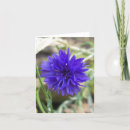Zoek naar korenbloemen kaarten Blauw